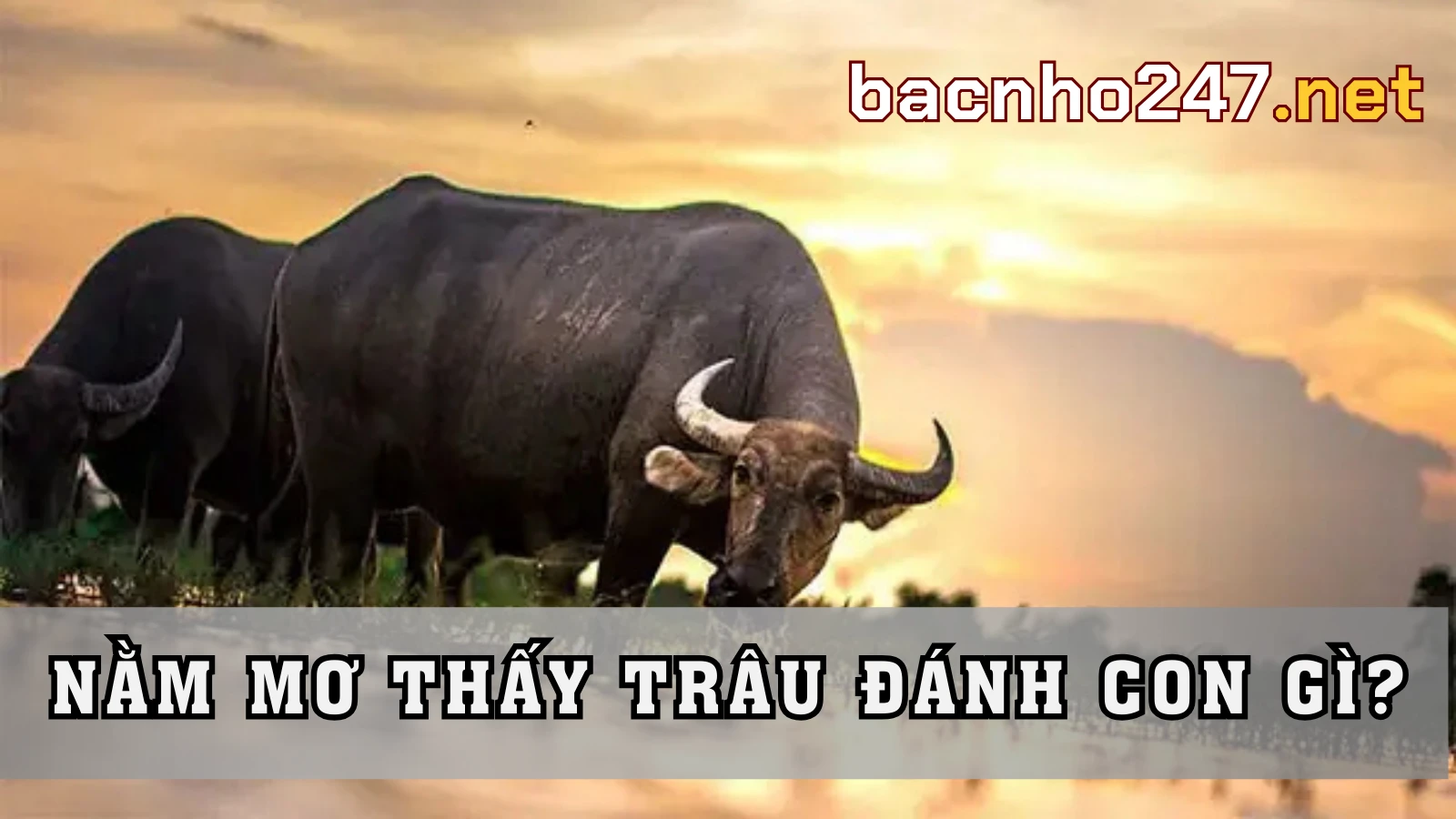 Ý nghĩa tổng quan khi ngủ mơ thấy trâu